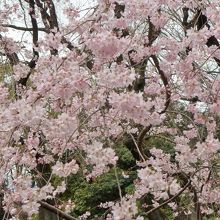 枝垂れ桜