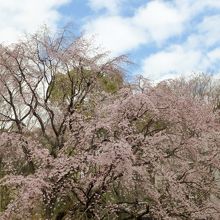 枝垂れ桜