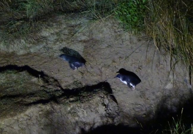 ブルー ペンギン プケクラ クチコミ アクセス 営業時間 ダニーデン フォートラベル ブルー ペンギン プケクラ クチコミ アクセス 営業時間 ダニーデン フォートラベル