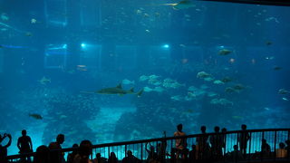 37メートルの巨大水槽