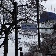 「播磨坂桜並木」 と言う信号機