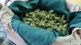 係員の説明でﾋｰﾞﾙの製造過程を見学し､数種類のﾋｰﾞﾙが試飲できる(無料)