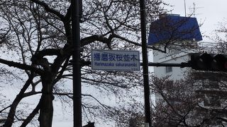 桜が咲いてないと普通の並木道です