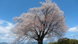 一本桜、下から見上げても良し、離れて見ても良し