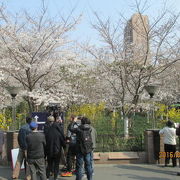 ２年前の改装で日本桜を植えました。小さい木ですが満開になりました。
