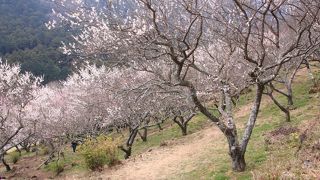 梅園の中をハイキング