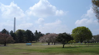 コマドリを見てきました。