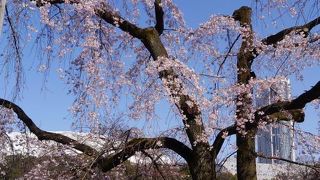 枝垂桜が美しいです