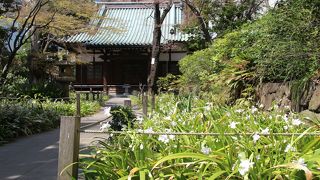 参道にシャガが咲く渋谷のお寺