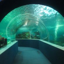 水族館はこじんまりしています