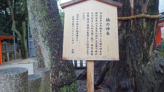 生命力を感じる太い木の根もと。