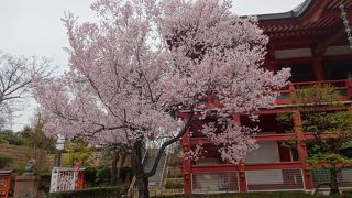 2016年3月30日、境内の桜がきれいでした。