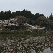 池の周りに桜