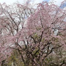 枝垂れ桜