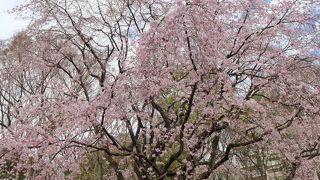 思ったよりも広い庭園、春は何と言っても枝垂れ桜でしょう