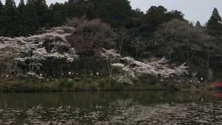 池の周りに桜