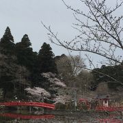 茂原公園の桜祭り