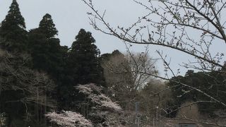 茂原桜まつり