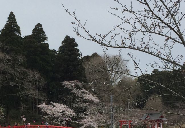 茂原公園の桜祭り