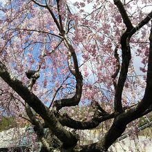 後ろに重機が写ってしまうのも面白いです