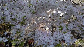 乾通り一般公開の桜を見に