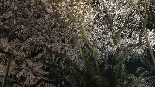 圧巻のしだれ桜