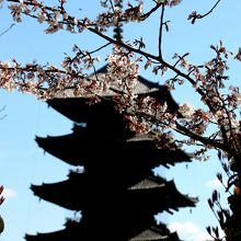 咲き始めたところ