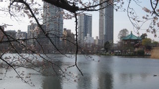 江戸時代から夏には蓮の花が楽しめる蓮池がある
