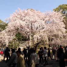 枝垂れ桜