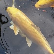 幸運を招く黄金の鯉だそうです