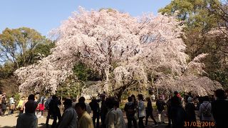 枝垂れ桜が見ごろです