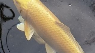 天気が良ければ最高