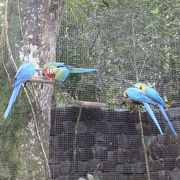 群れで飛ぶコンゴウインコが大迫力