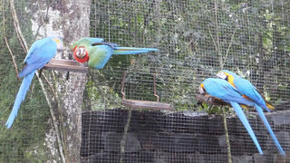 群れで飛ぶコンゴウインコが大迫力