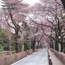 桜の季節