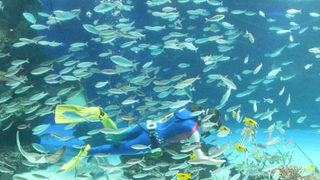 都会の真ん中のショッピングセンターの中にある水族館