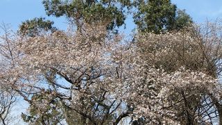 1200本の桜を有する新宿御苑は今が春爛漫
