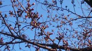 桜はまだ早かった