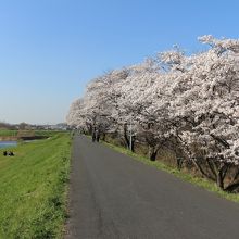 目の前の川沿いの桜