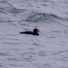 珍鳥アラナミキンクロを見てきました By 潮来メジロ 一松海水浴場のクチコミ フォートラベル