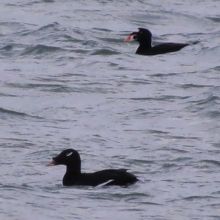 珍鳥アラナミキンクロを見てきました By 潮来メジロ 一松海水浴場のクチコミ フォートラベル