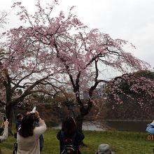 桜が満開でした