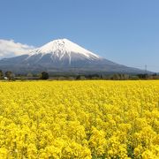 人穴地区&#12316;富士山をバックに広大な菜の花が広がっています