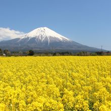 富士山と菜の花のコラボ