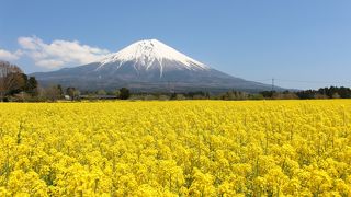 人穴地区&#12316;富士山をバックに広大な菜の花が広がっています