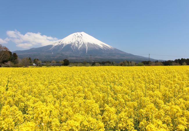 人穴地区&#12316;富士山をバックに広大な菜の花が広がっています