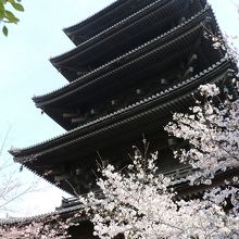 五重塔の周りのソメイヨシノも咲いています