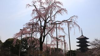 枝垂れ桜が咲いています。（3月31日）