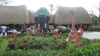 ホワイトタイガー、ホワイトライオンに会えます