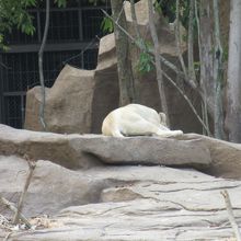 ホワイトライオンもいます